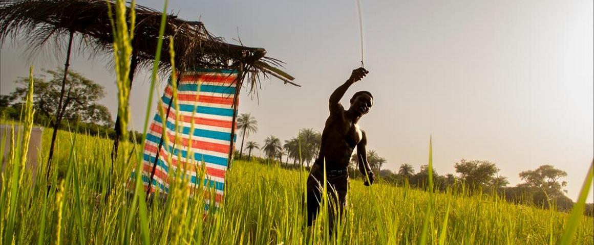 Homme dans une rizière en Casamance (Sénégal), en train de faire fuir les oiseaux à l'approche des récoltes © R. Belmin, Cirad
